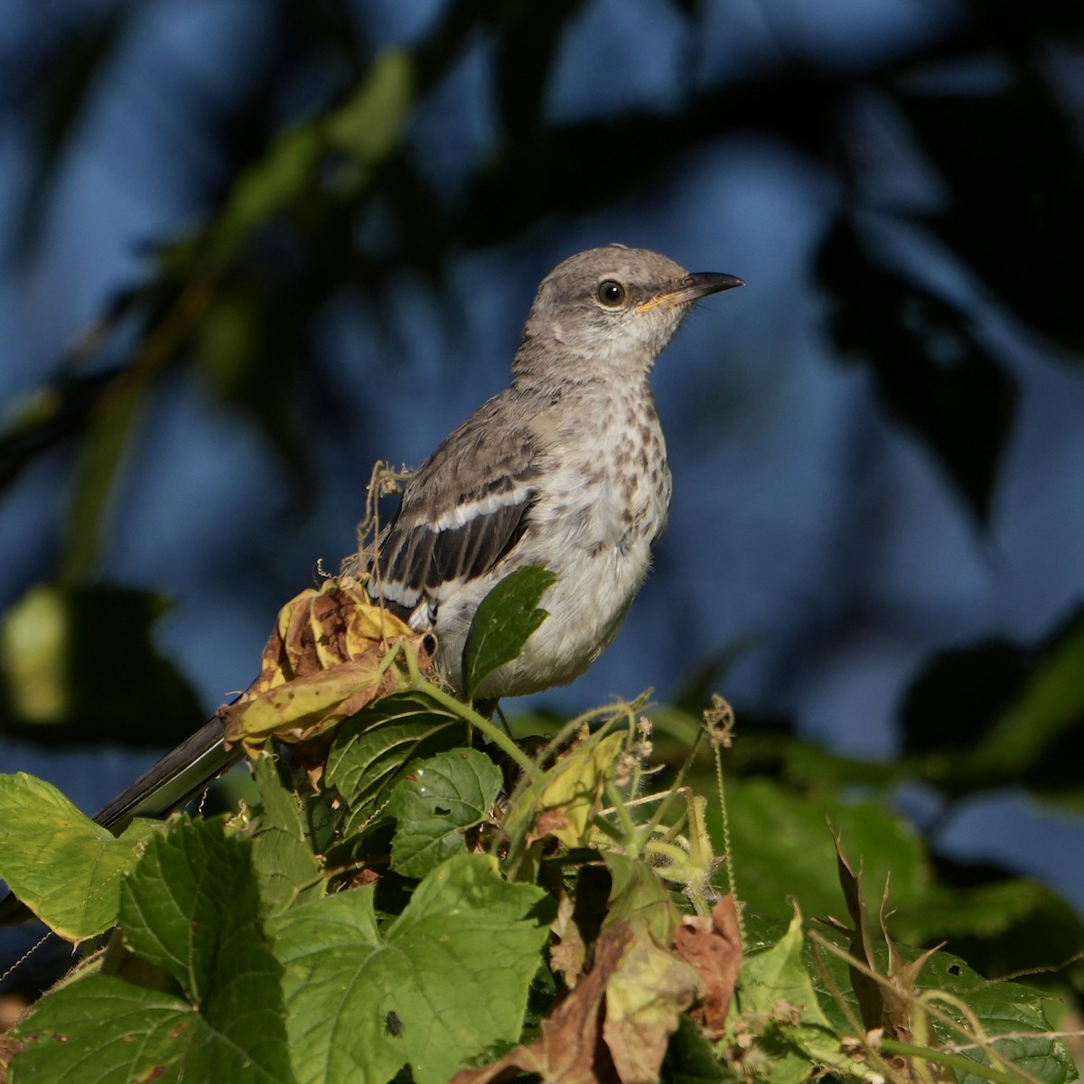 Northern Mockingbird - ML624028262