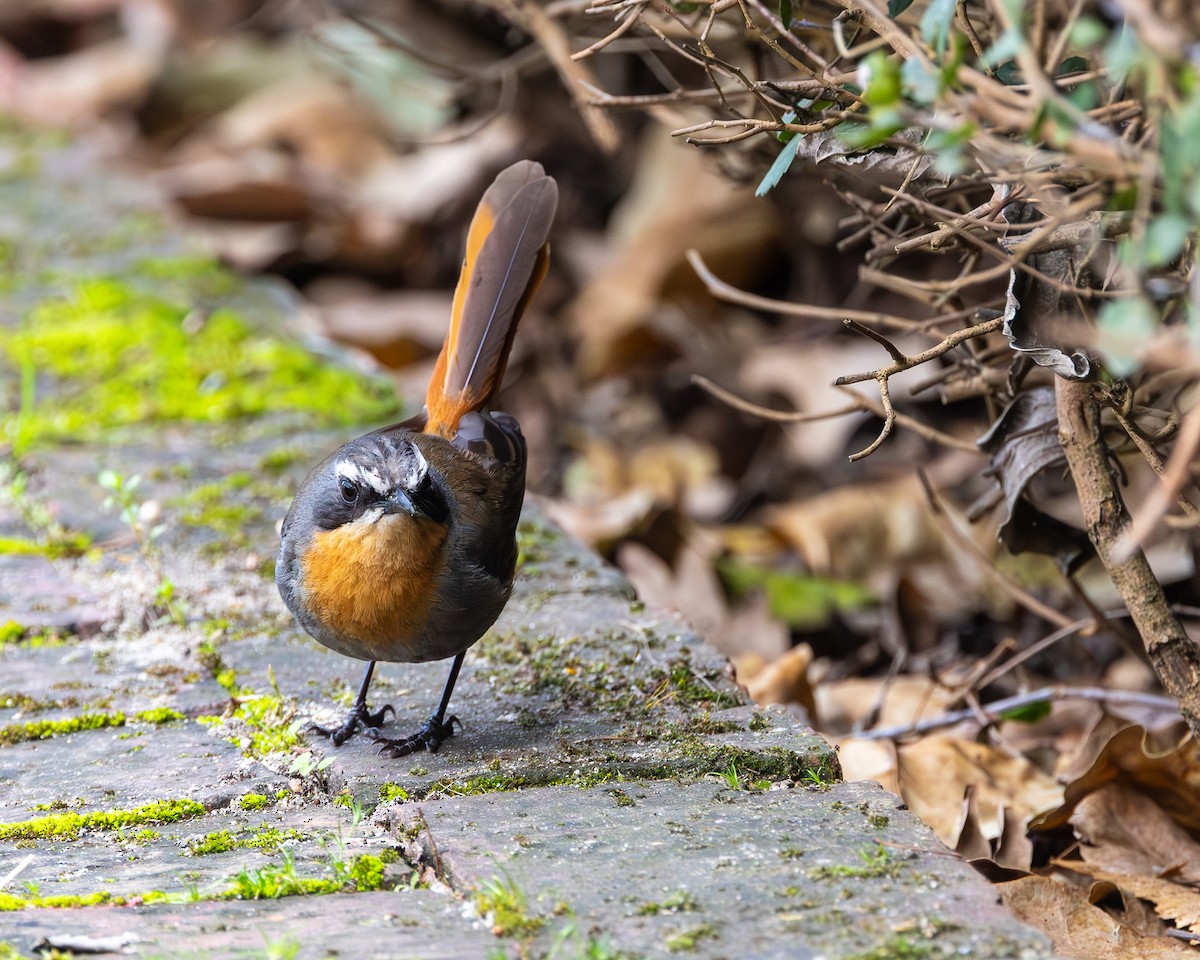 Cape Robin-Chat - ML624028273