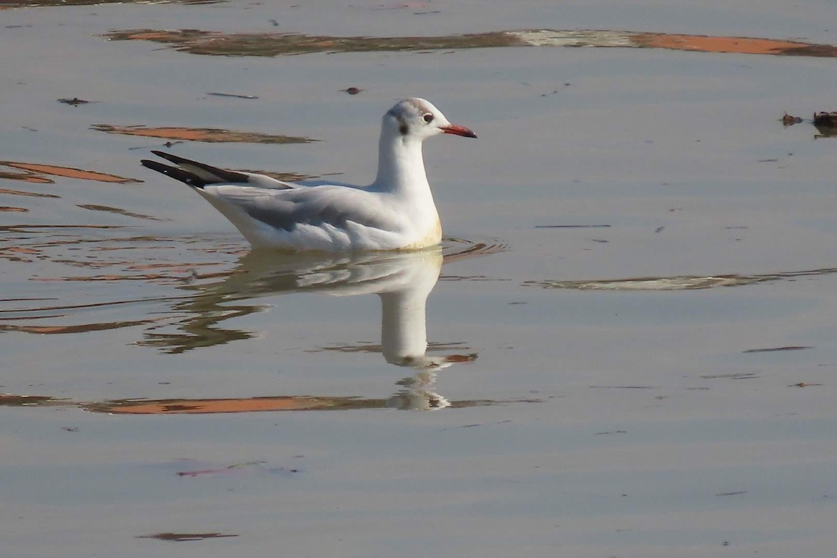 Black-headed Gull - ML624028299