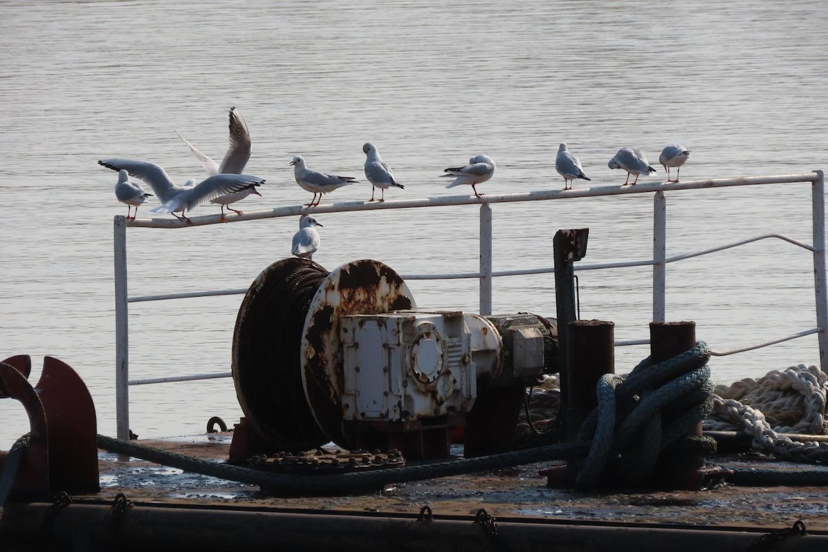 Black-headed Gull - ML624028300