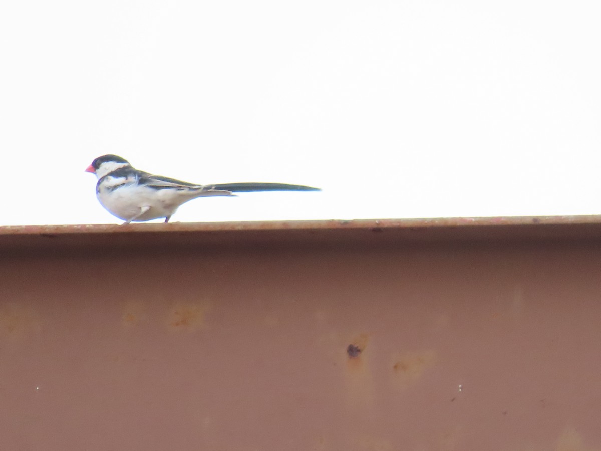 Pin-tailed Whydah - ML624028316