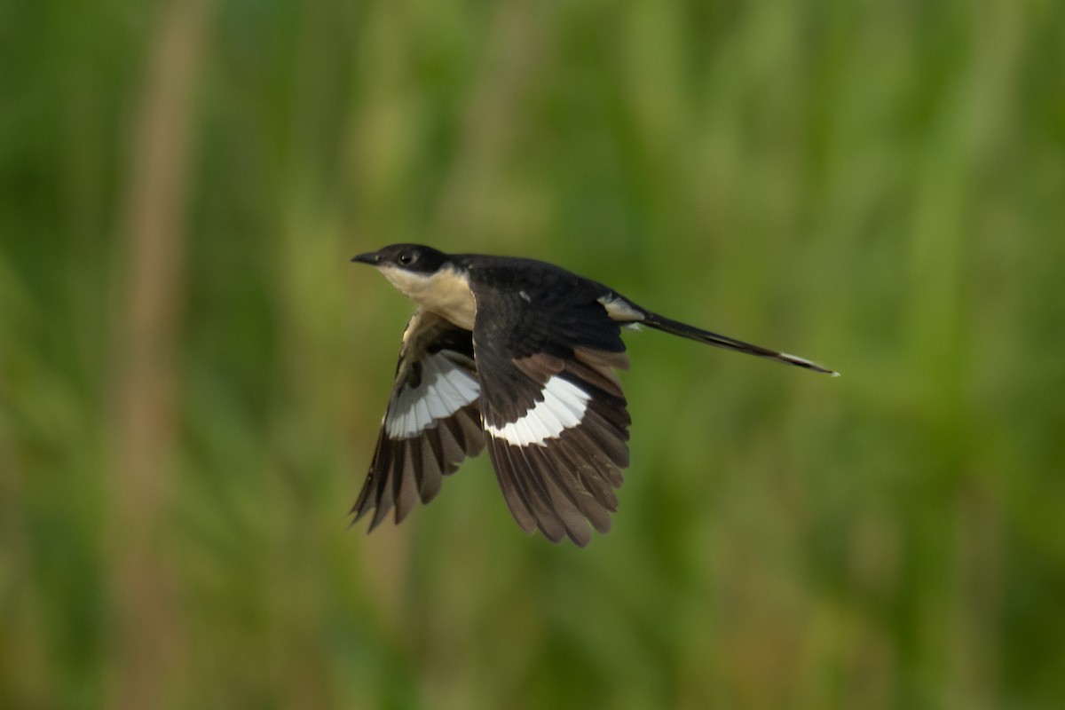 Pied Cuckoo - ML624028321