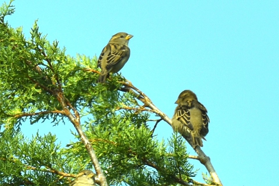 House Sparrow - ML624028340