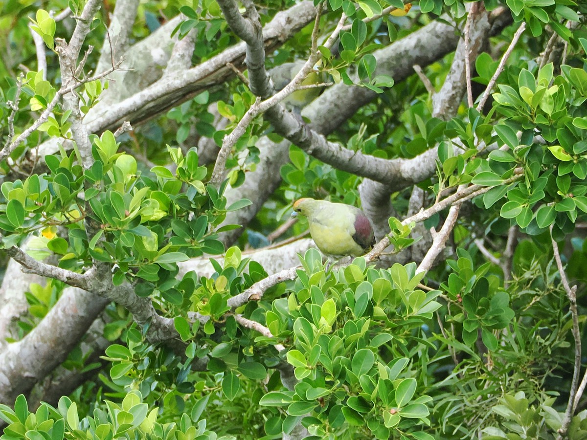 Whistling Green-Pigeon - ML624028341