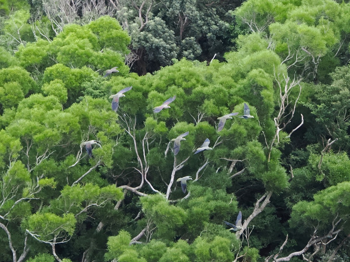 Whistling Green-Pigeon - ML624028342