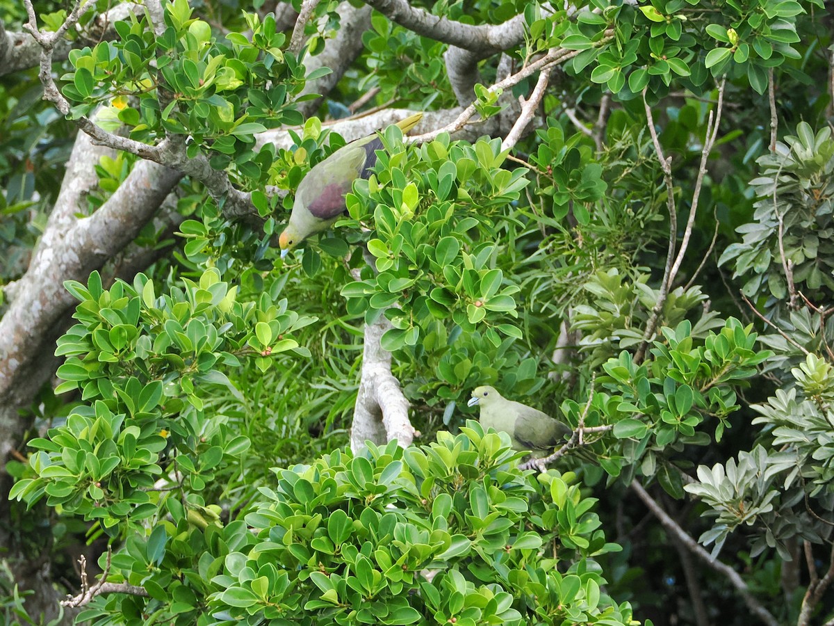 Whistling Green-Pigeon - ML624028344