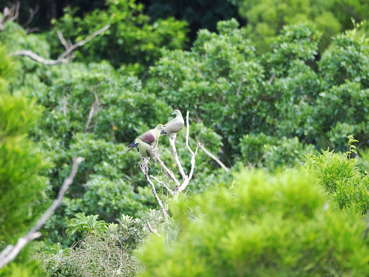 Whistling Green-Pigeon - ML624028345