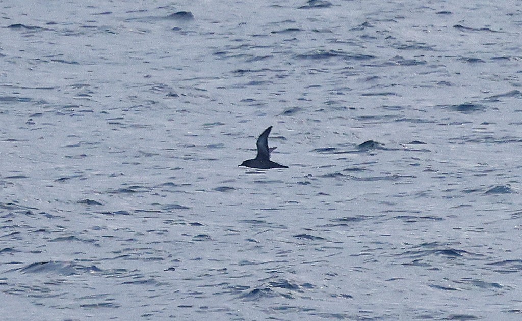 Sooty Shearwater - ML624028350