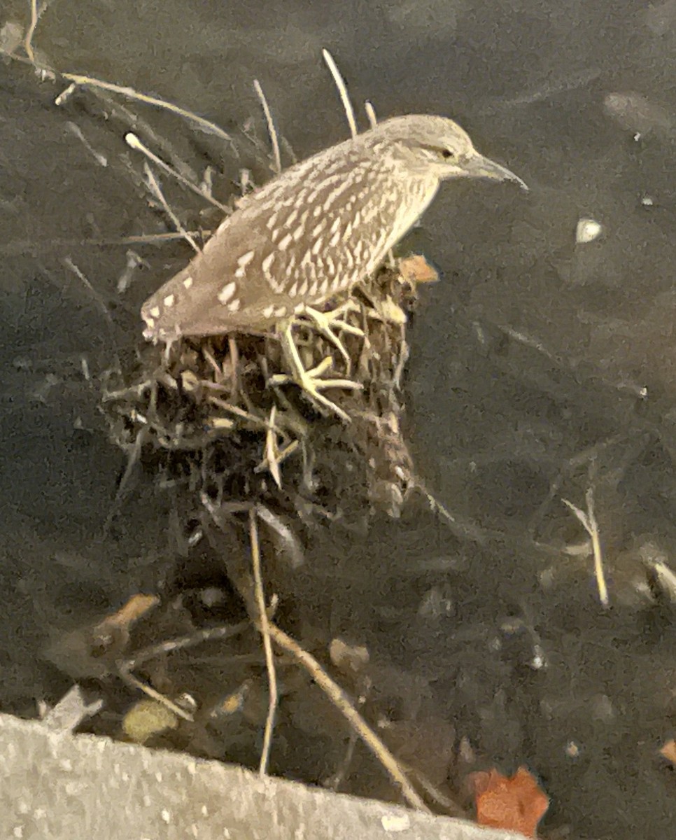 Black-crowned Night Heron - ML624028351