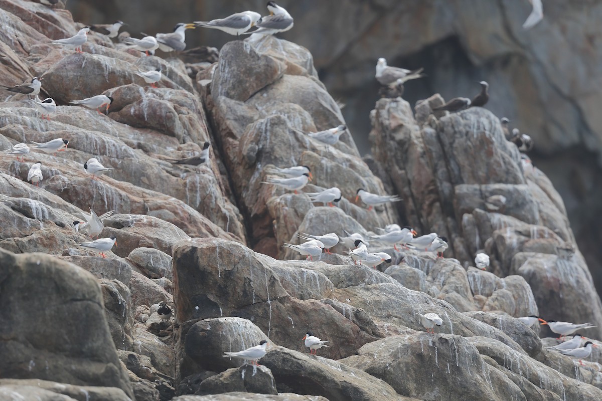 Ruddy Turnstone - ML624028361