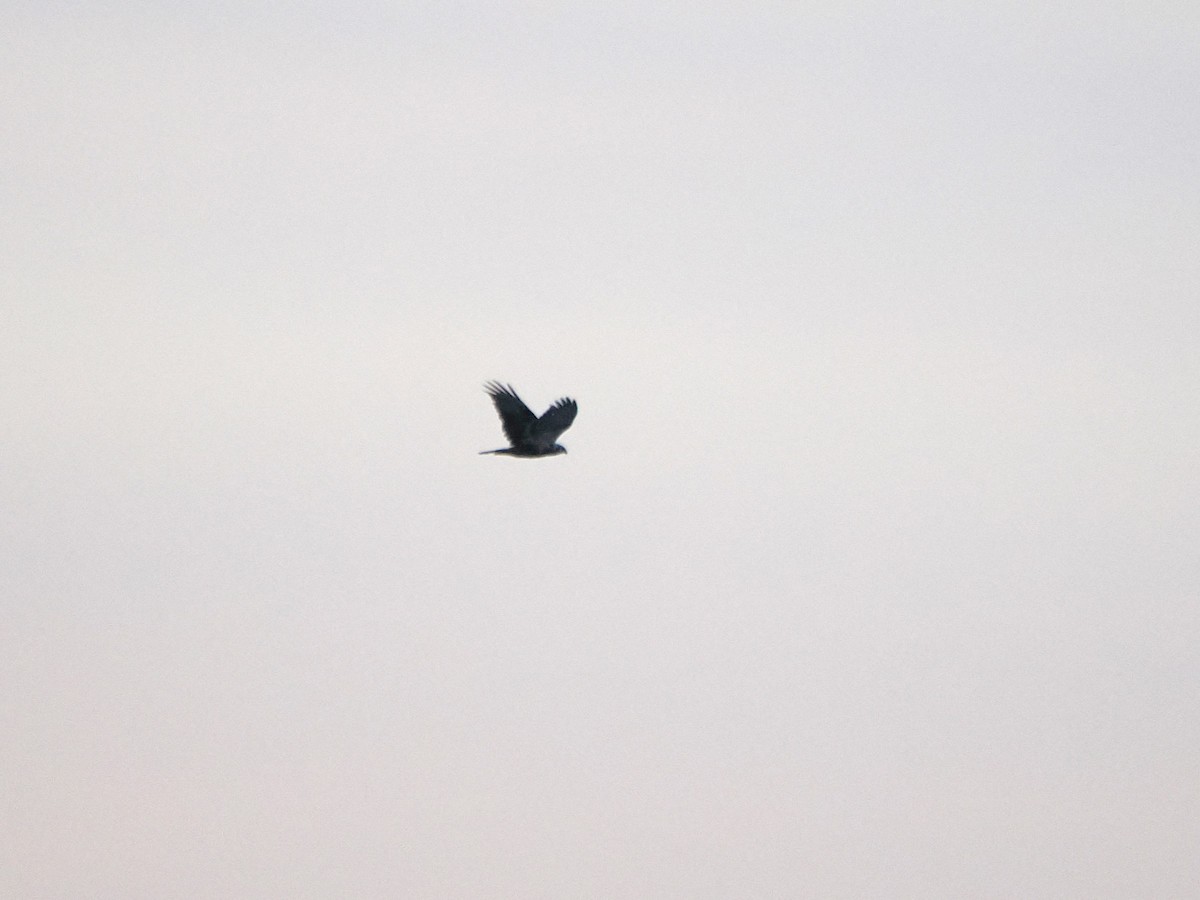 Eastern Marsh Harrier - ML624028370