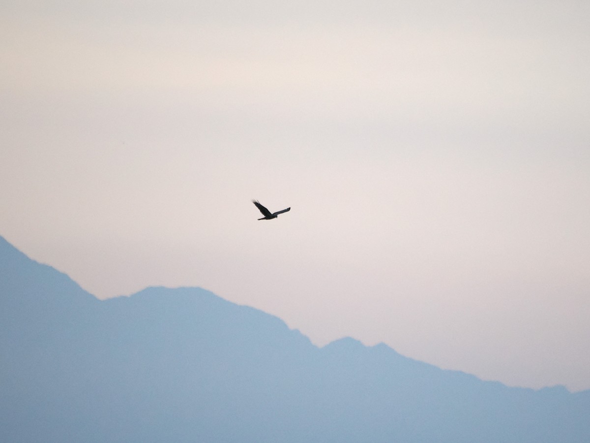 Eastern Marsh Harrier - ML624028373