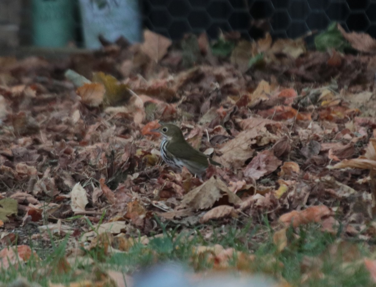 Ovenbird - Brian Wulker