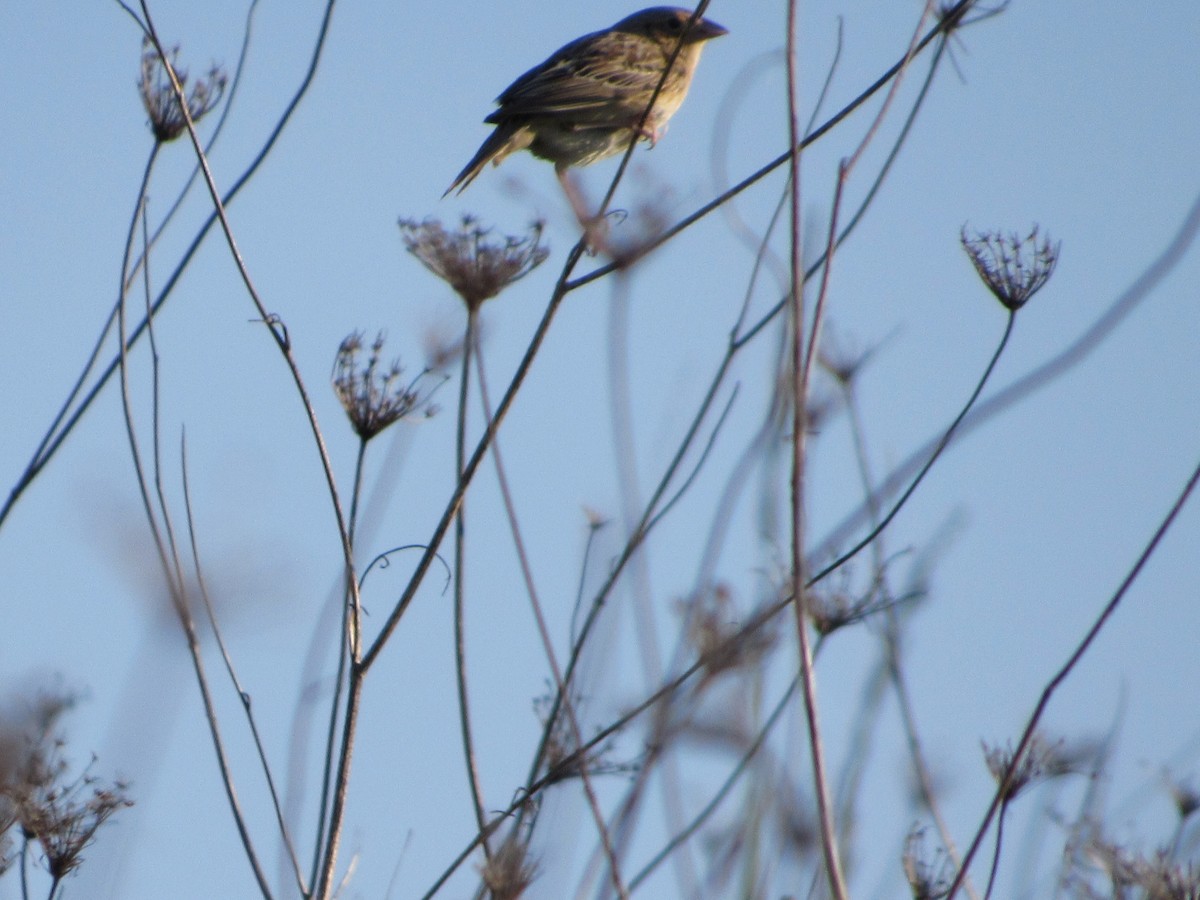 Grasshopper Sparrow - ML624028378