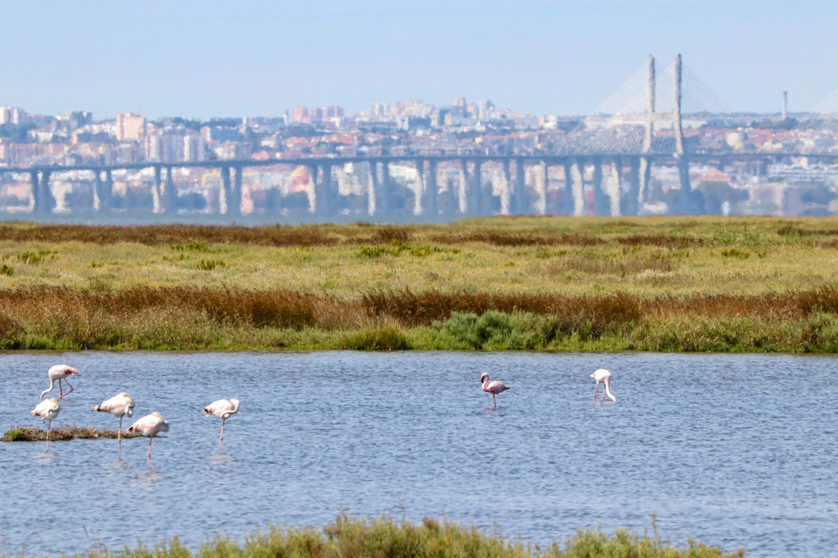 Lesser Flamingo - ML624028382