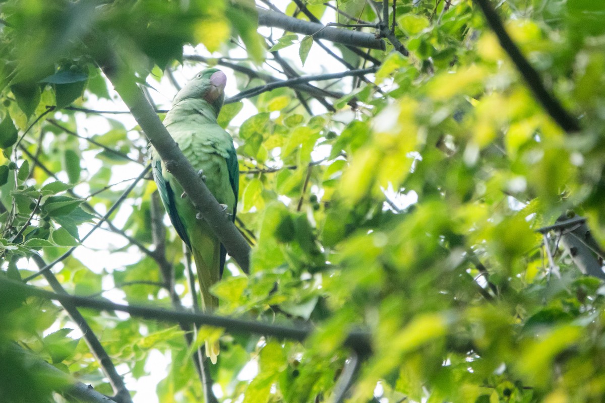 Alexandrine Parakeet - ML624028383