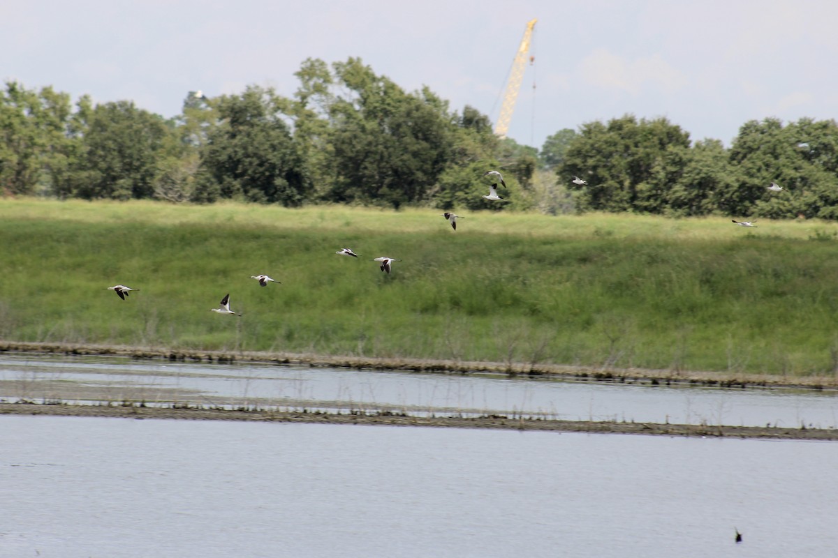 American Avocet - Lucy White