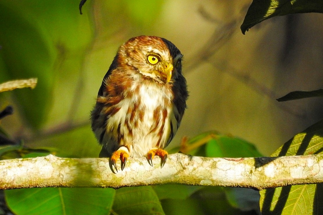 Ferruginous Pygmy-Owl - ML624028389