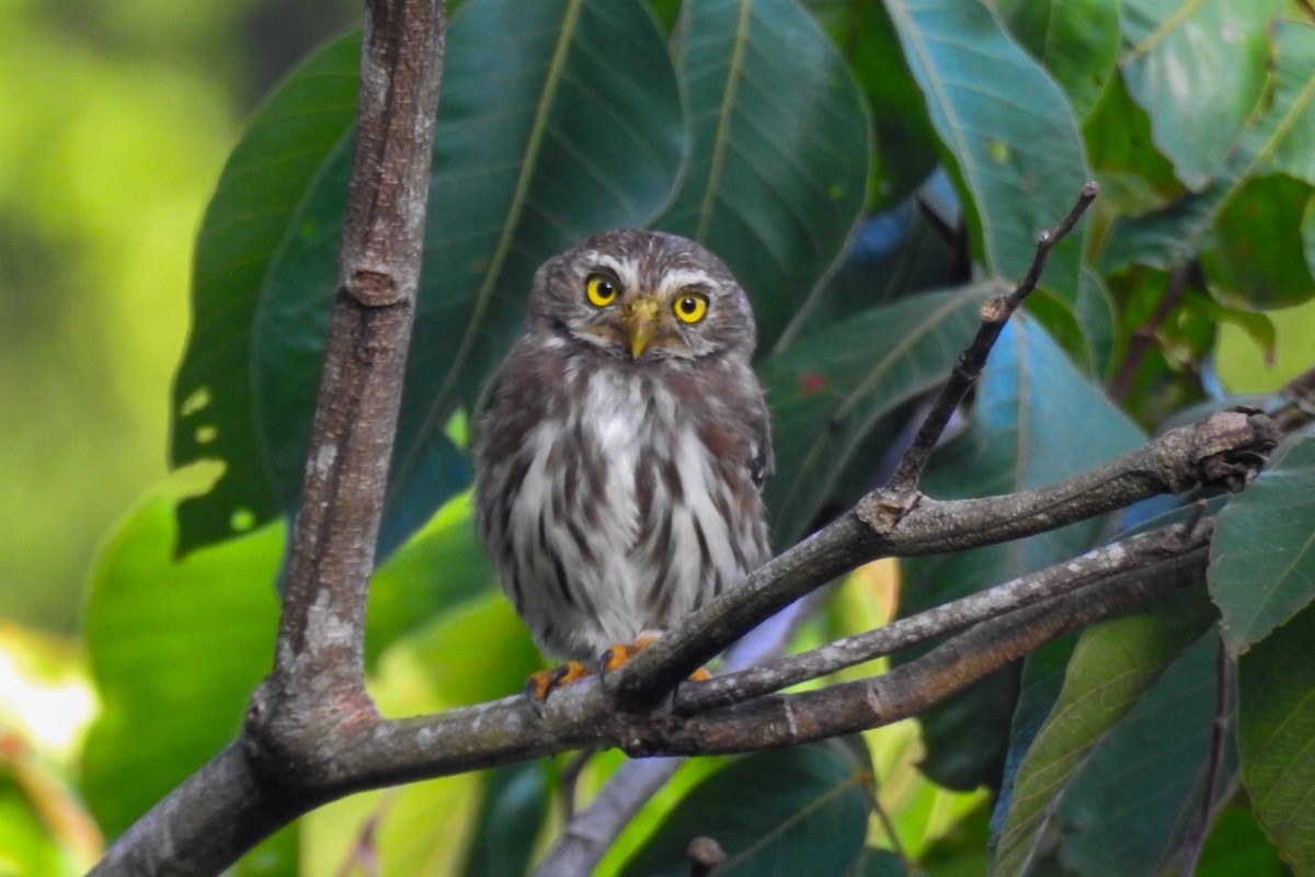 Ferruginous Pygmy-Owl - ML624028390