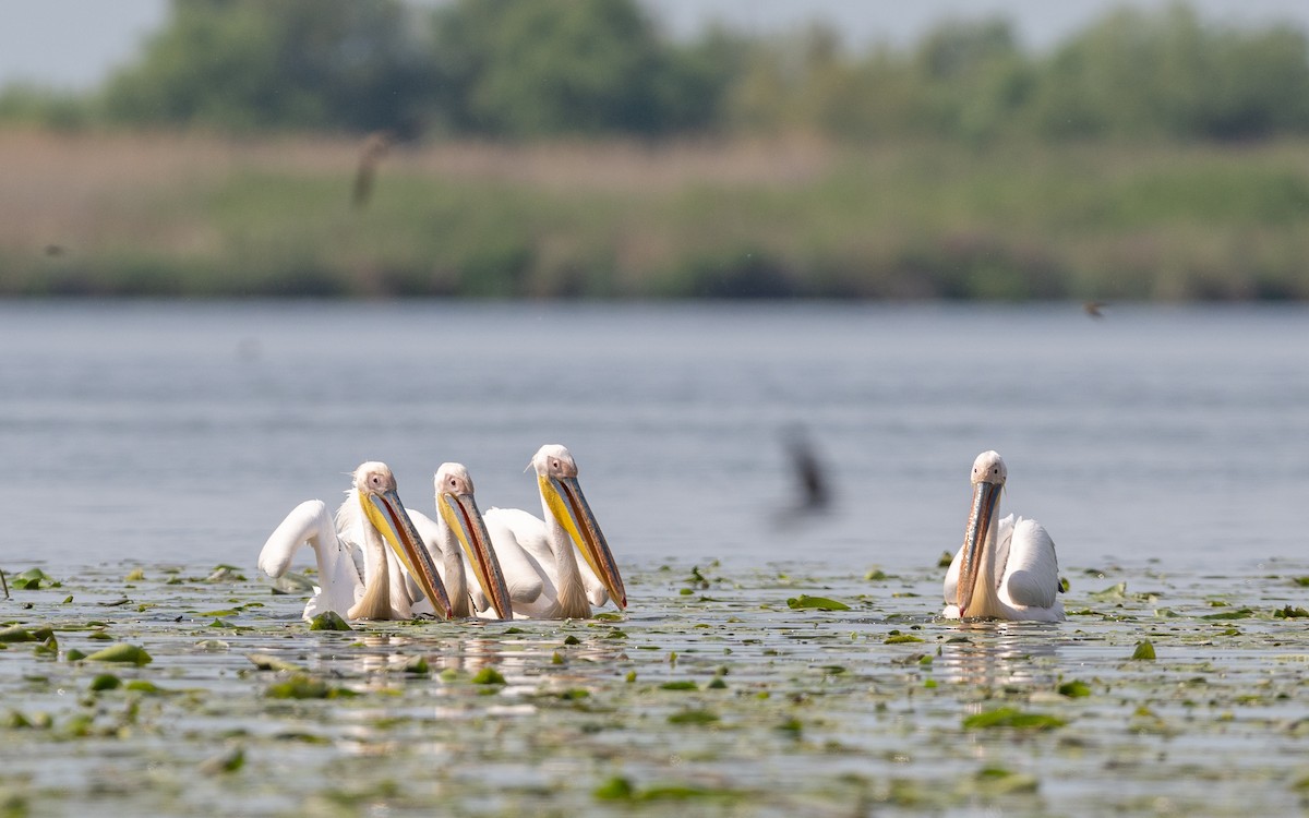 Great White Pelican - ML624028391