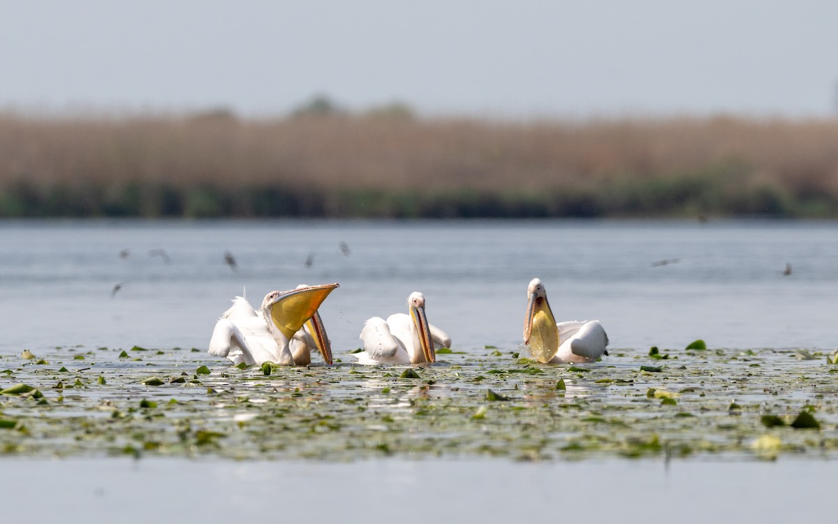 Great White Pelican - ML624028393