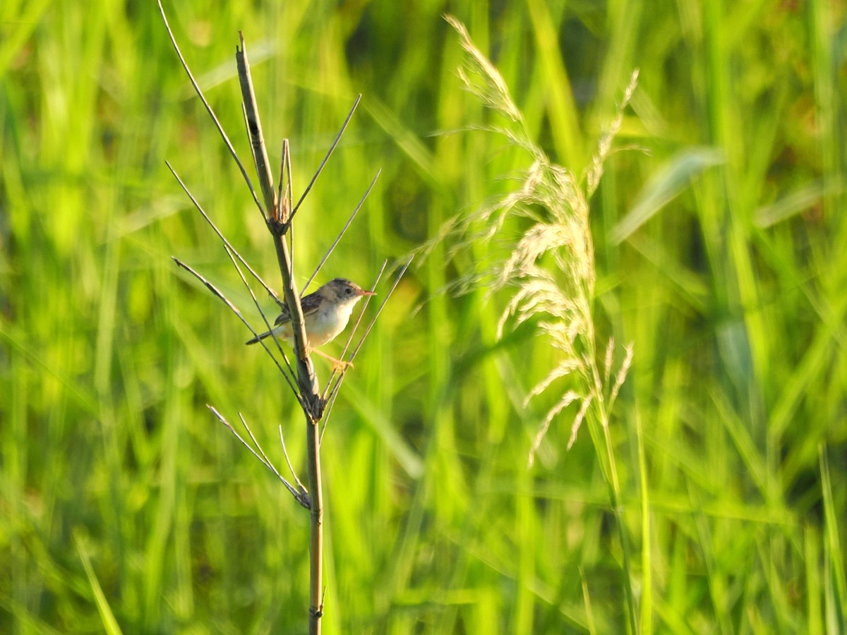 Cisticole à couronne dorée - ML624028394