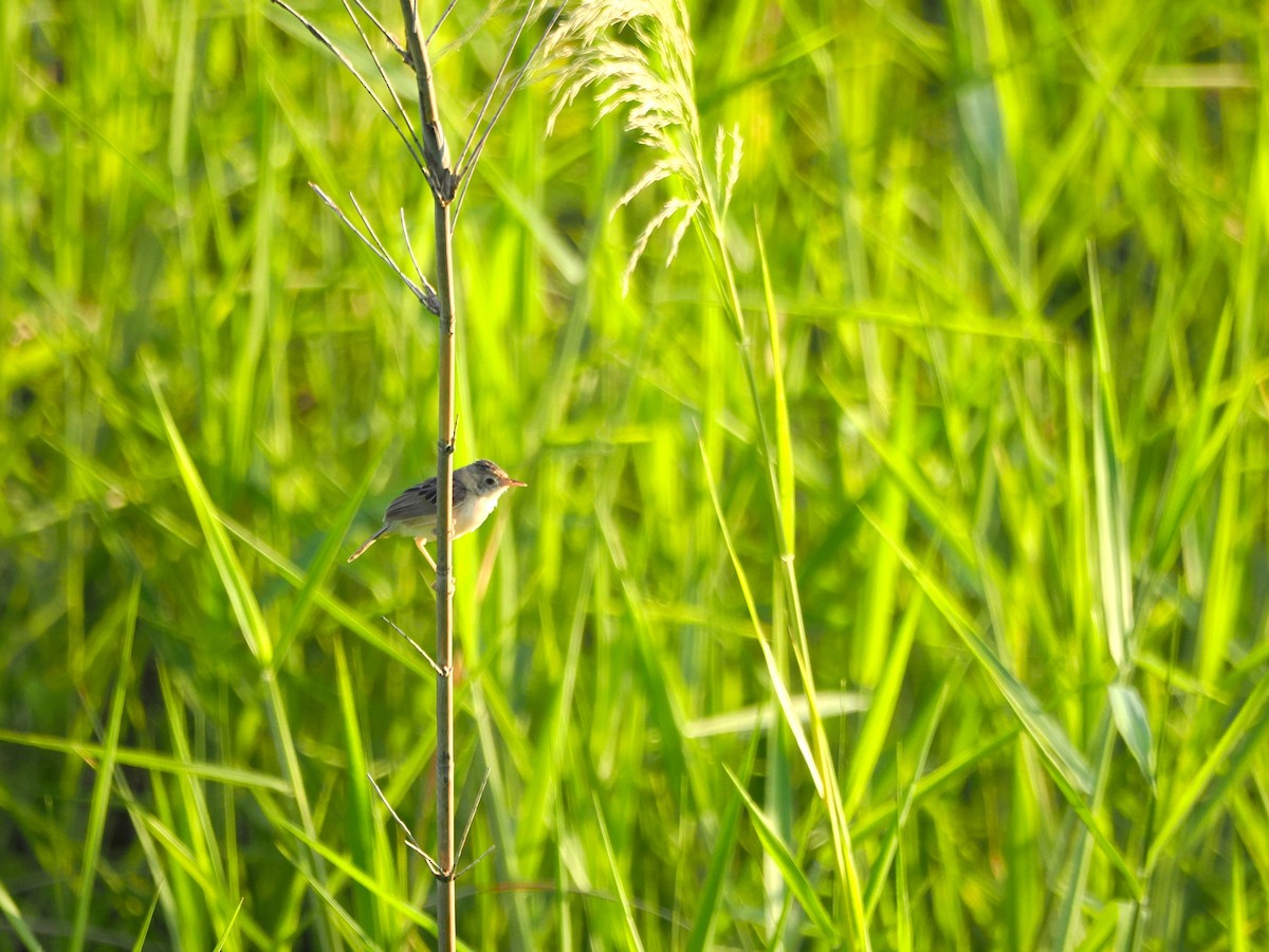 Cisticole à couronne dorée - ML624028395