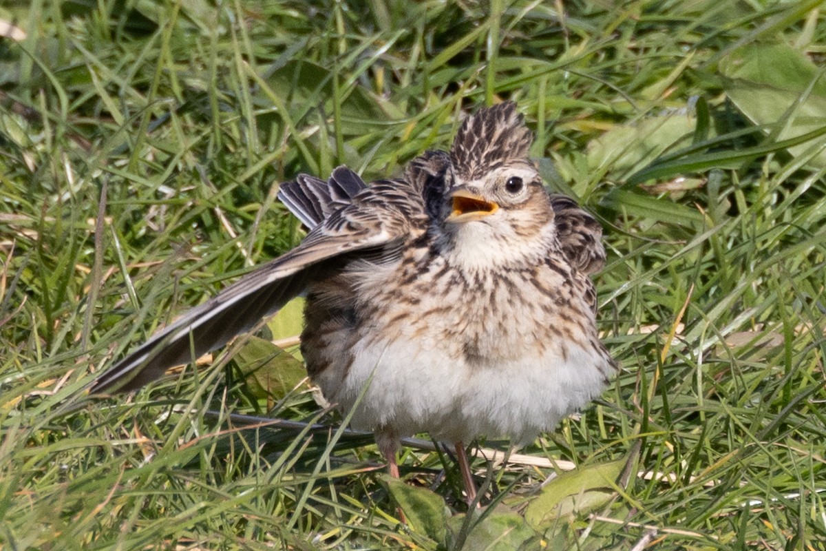 Eurasian Skylark - ML624028396