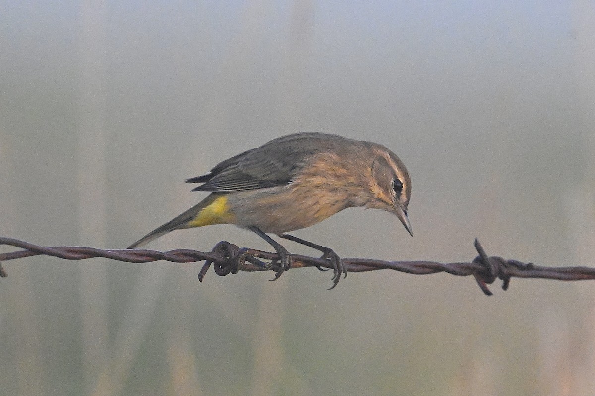 Palm Warbler - ML624028397