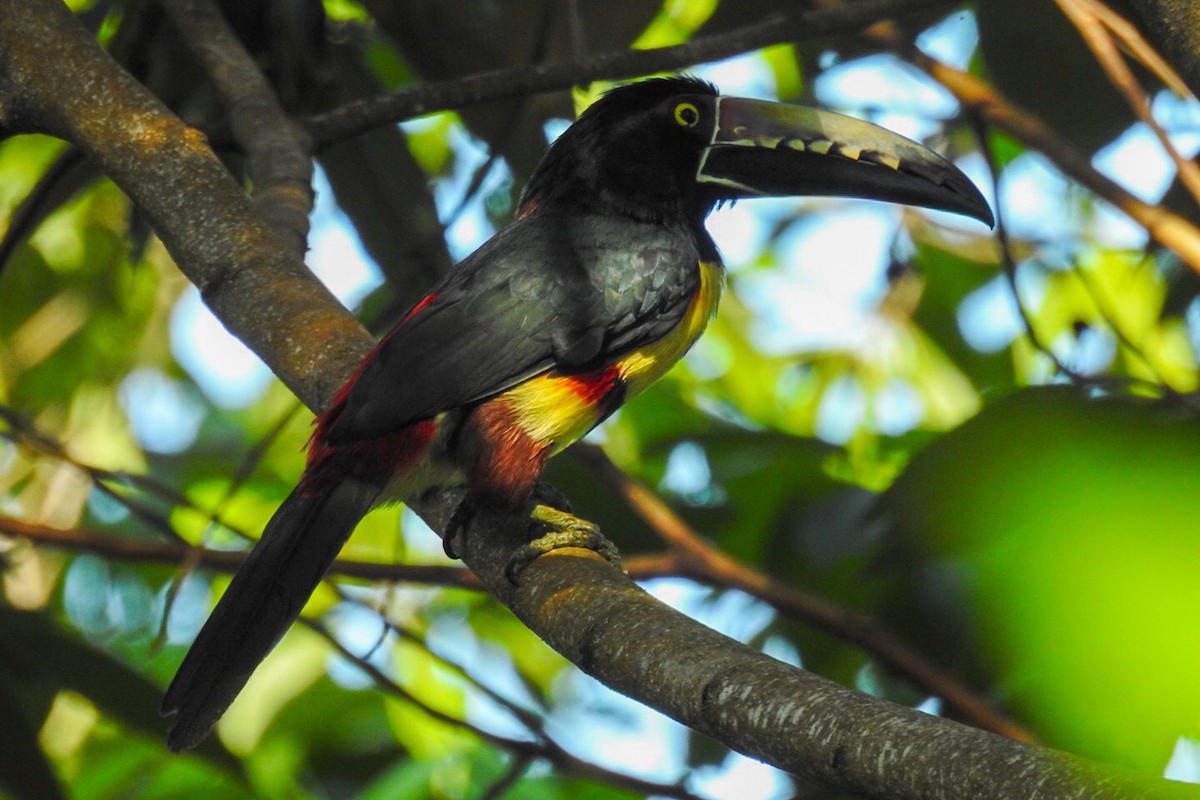 Collared Aracari - ML624028403