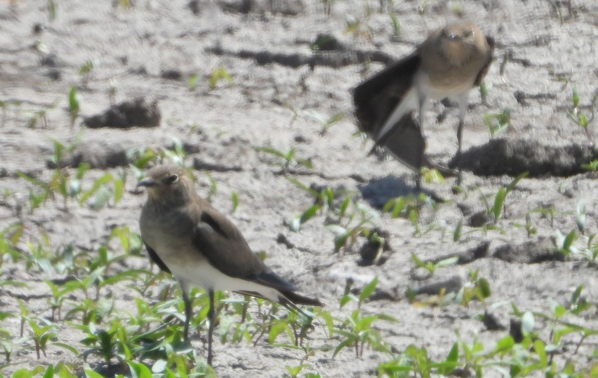 Black-winged Pratincole - ML624028407