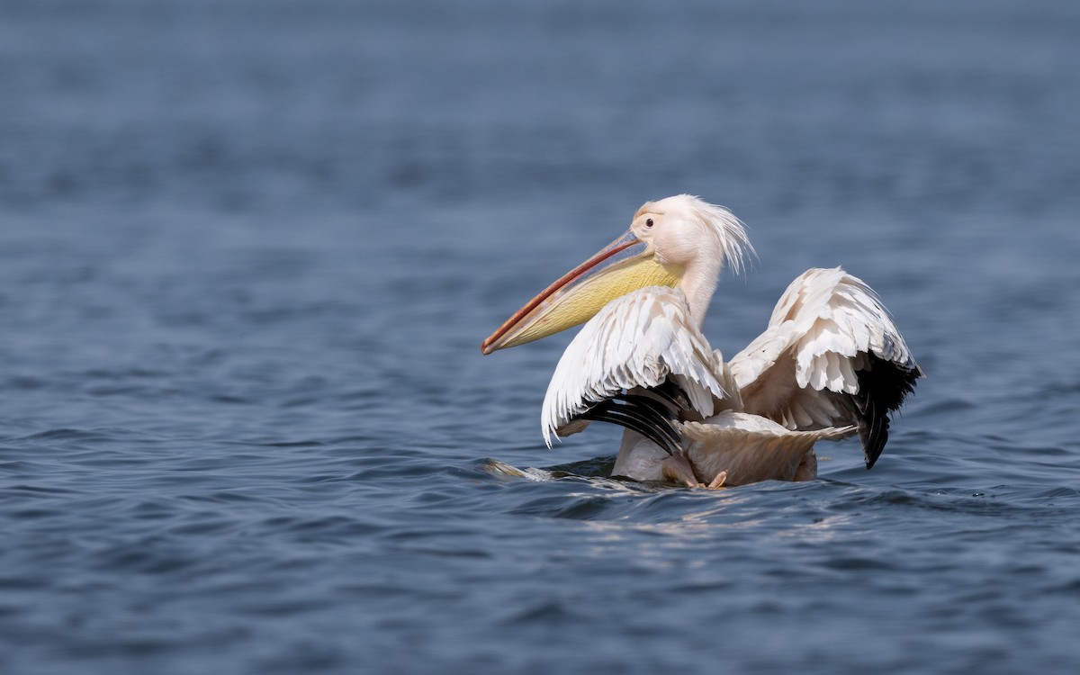 Great White Pelican - ML624028409