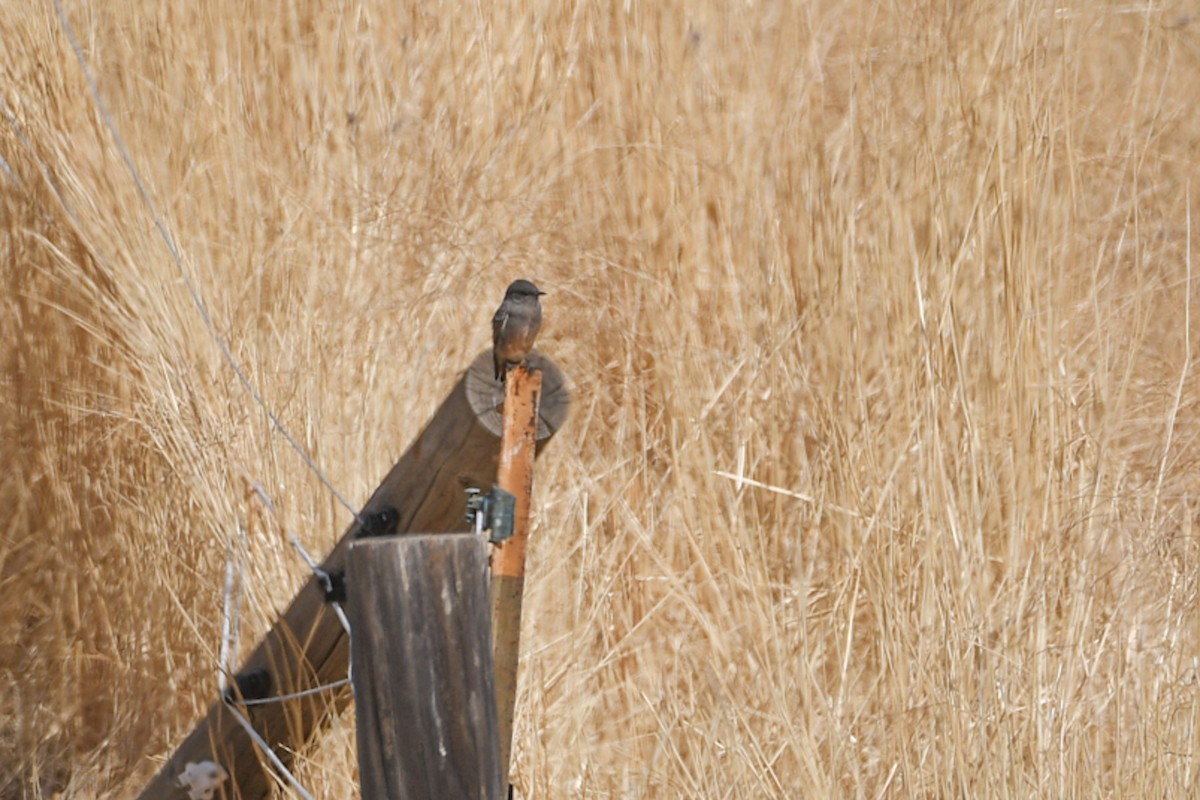 Say's Phoebe - ML624028410