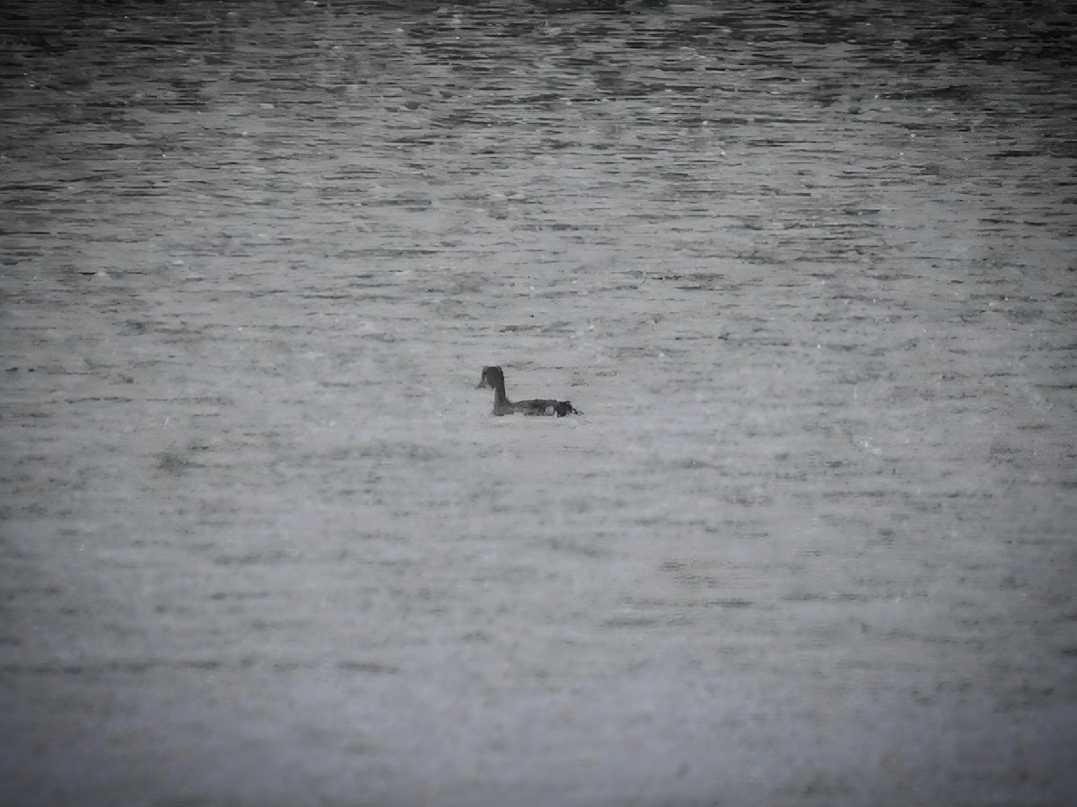 Pied-billed Grebe - ML624028411