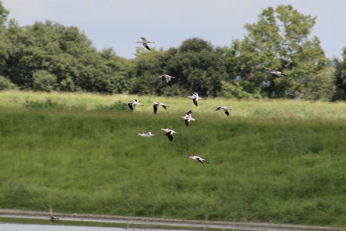 Avoceta Americana - ML624028413