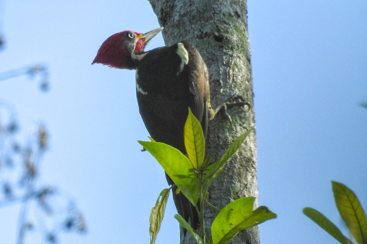 Lineated Woodpecker - ML624028416