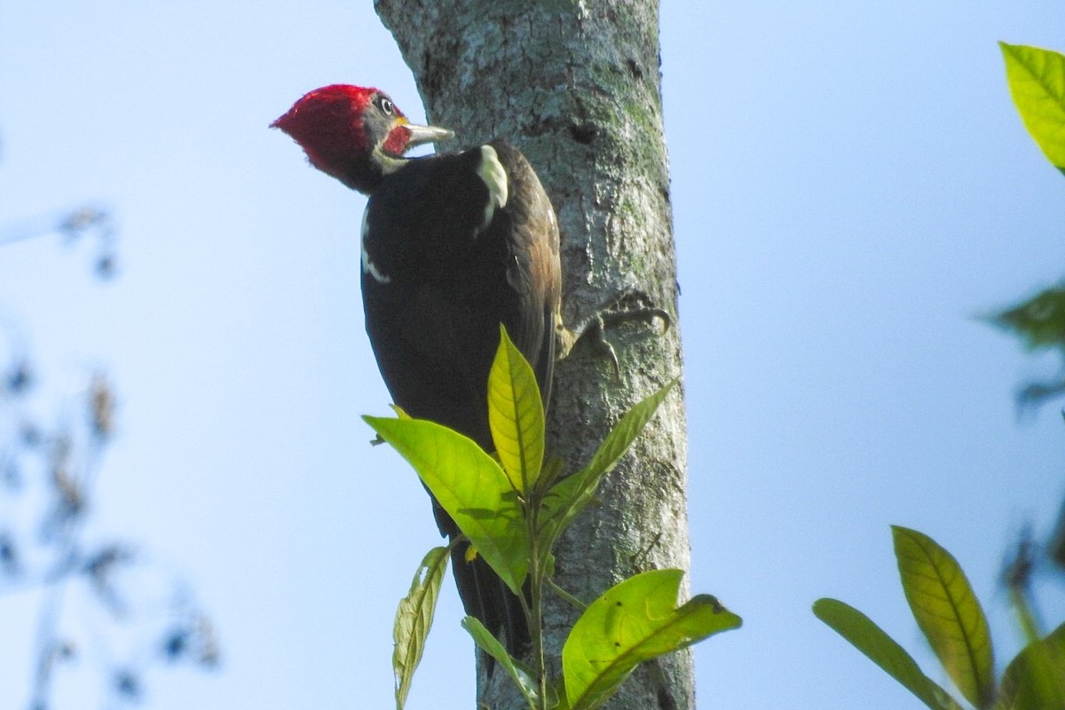 Lineated Woodpecker - Rony Zuniga