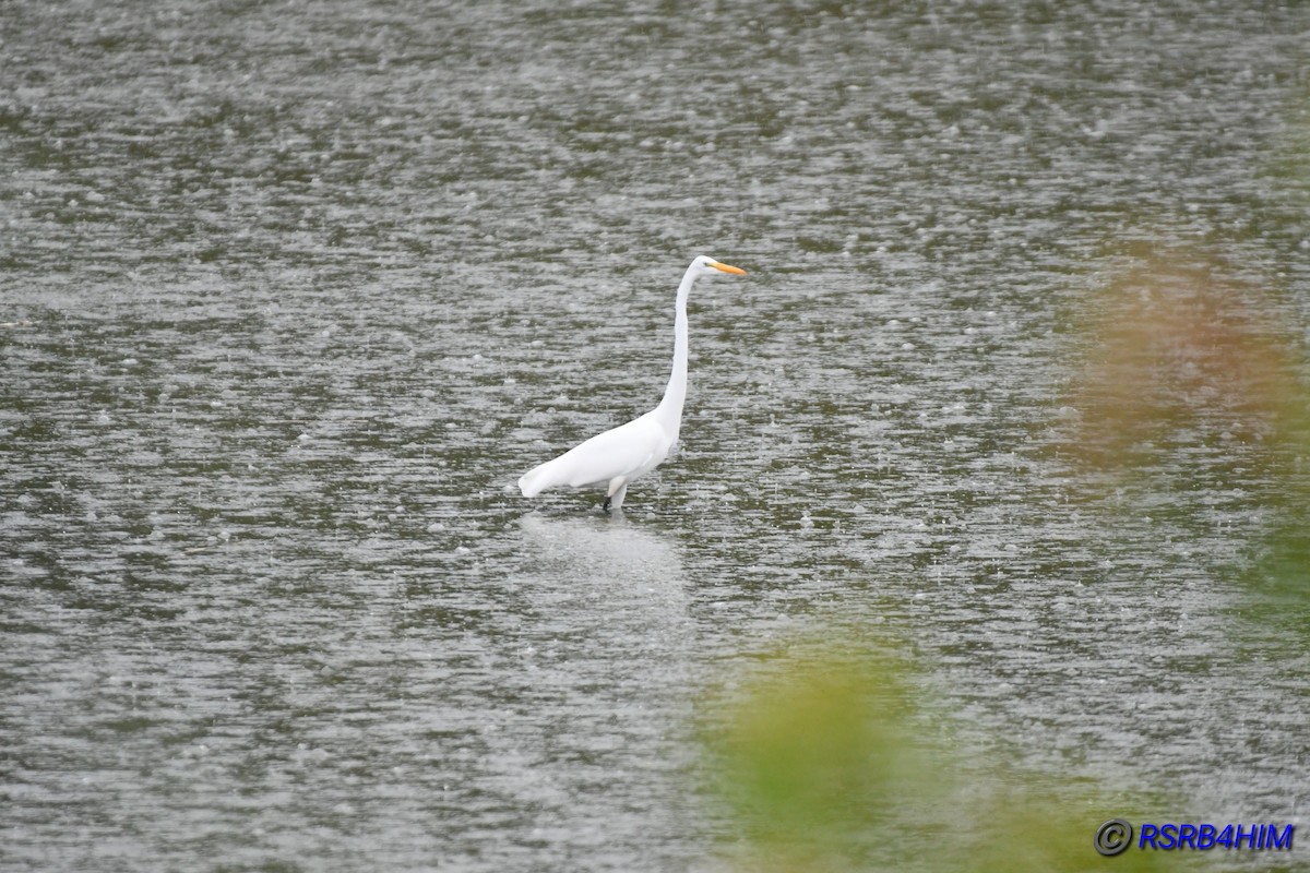 Great Egret - Russ Boushon  💙🐦🦉🦅