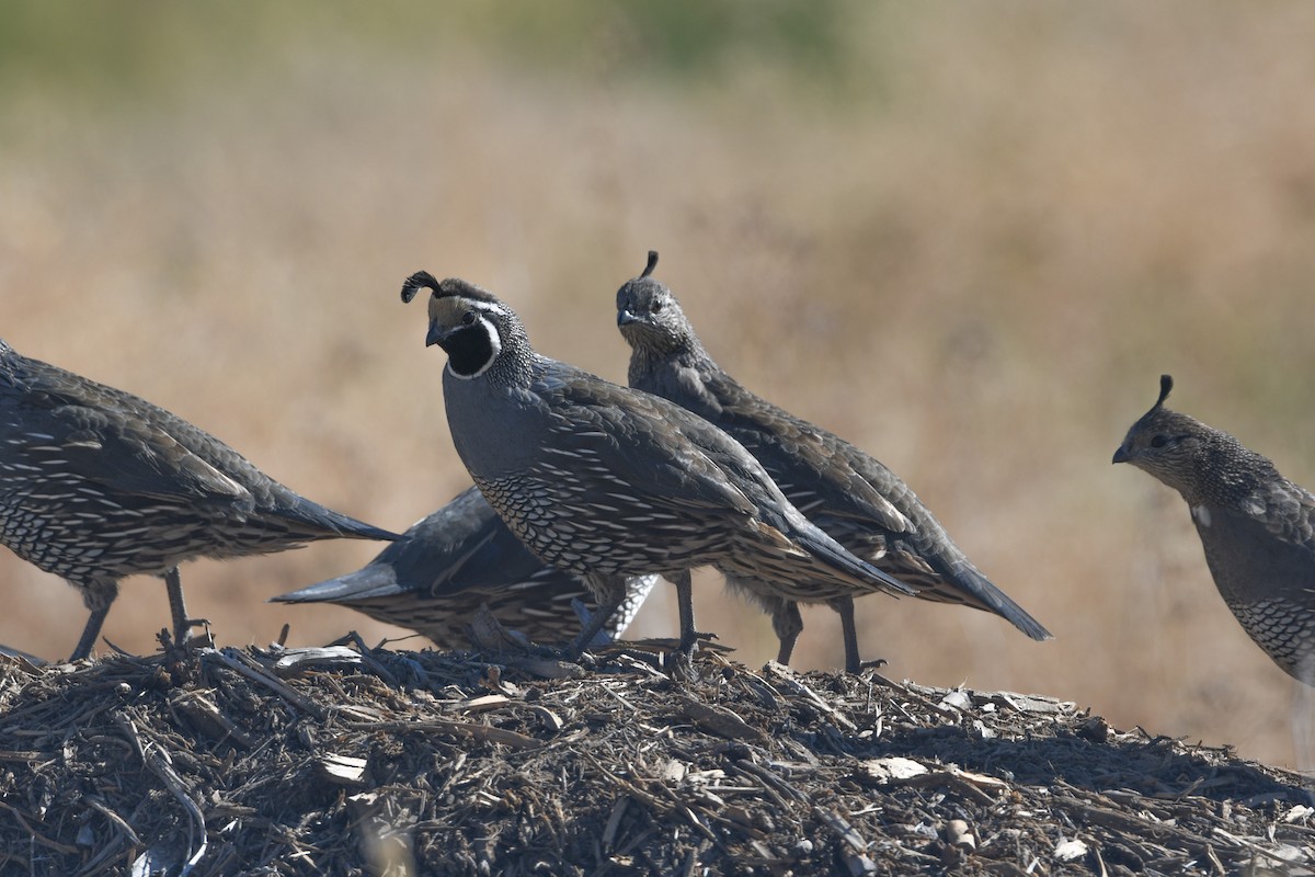 California Quail - ML624028437