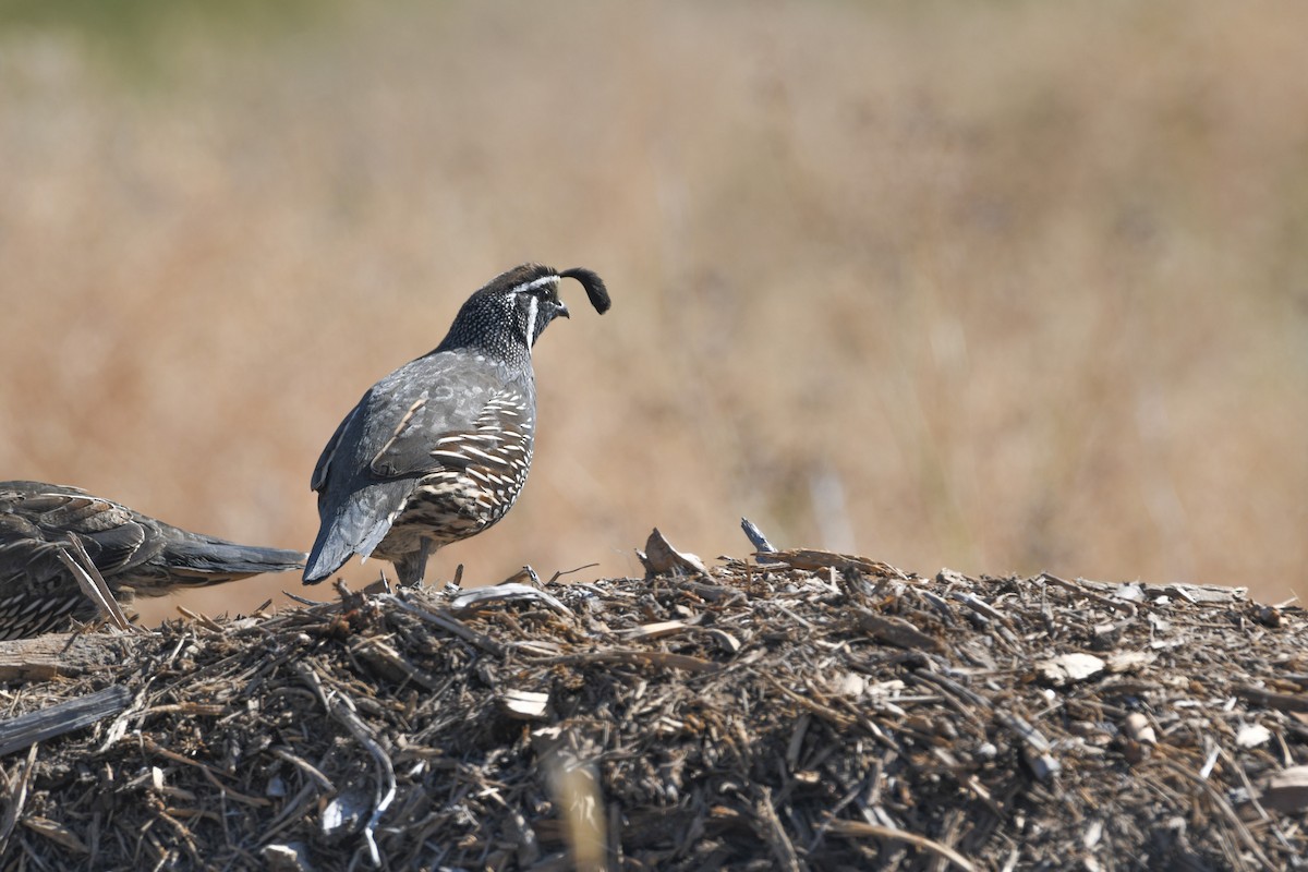 California Quail - ML624028438