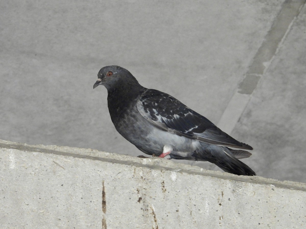 Rock Pigeon (Feral Pigeon) - ML624028440