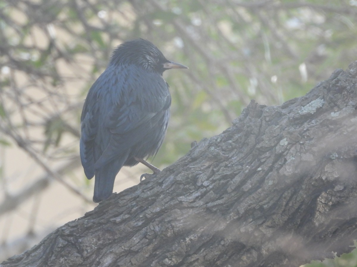 Spotless Starling - ML624028442