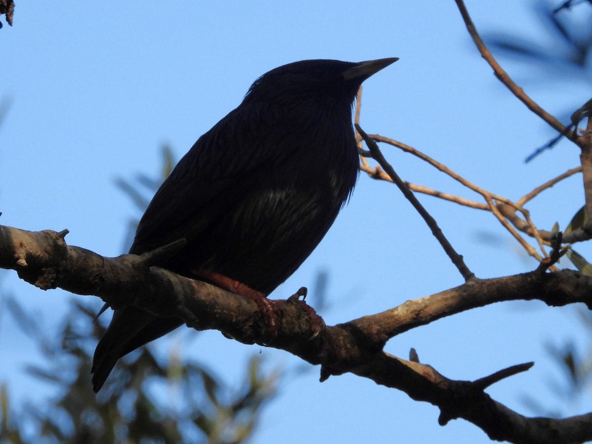 Spotless Starling - ML624028443