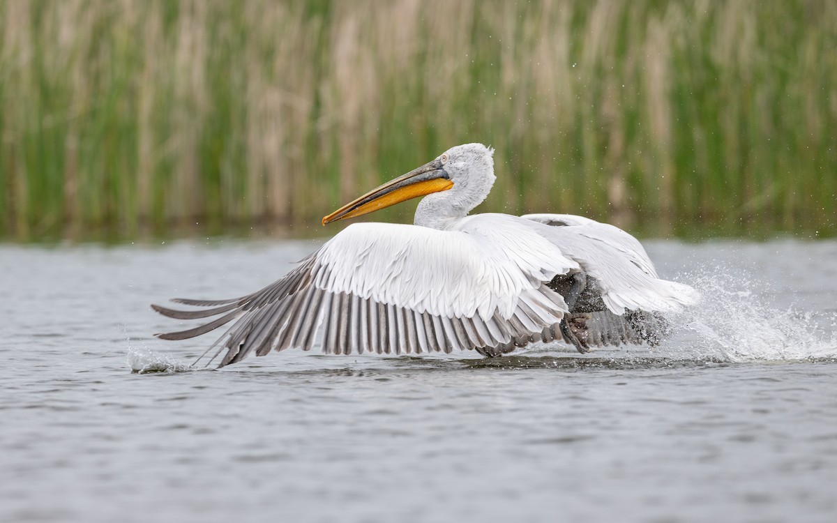 Dalmatian Pelican - ML624028444