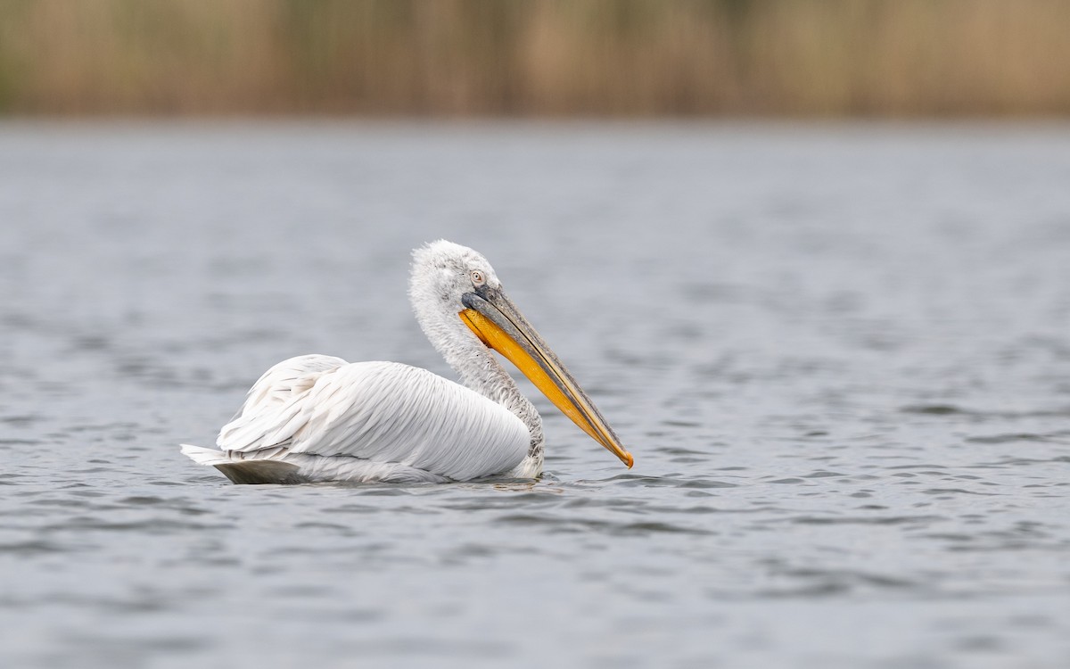 Dalmatian Pelican - ML624028445