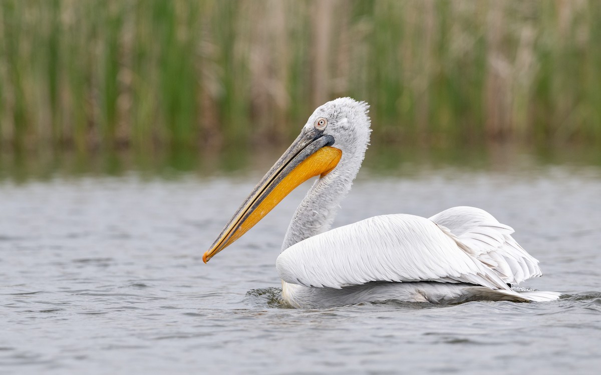 Dalmatian Pelican - ML624028446