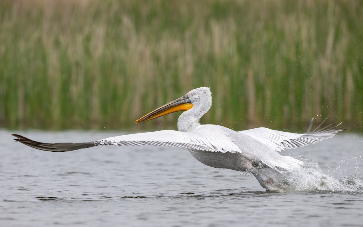 Dalmatian Pelican - ML624028447