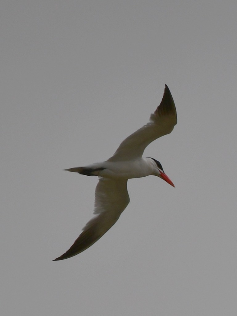 Caspian Tern - ML624028448