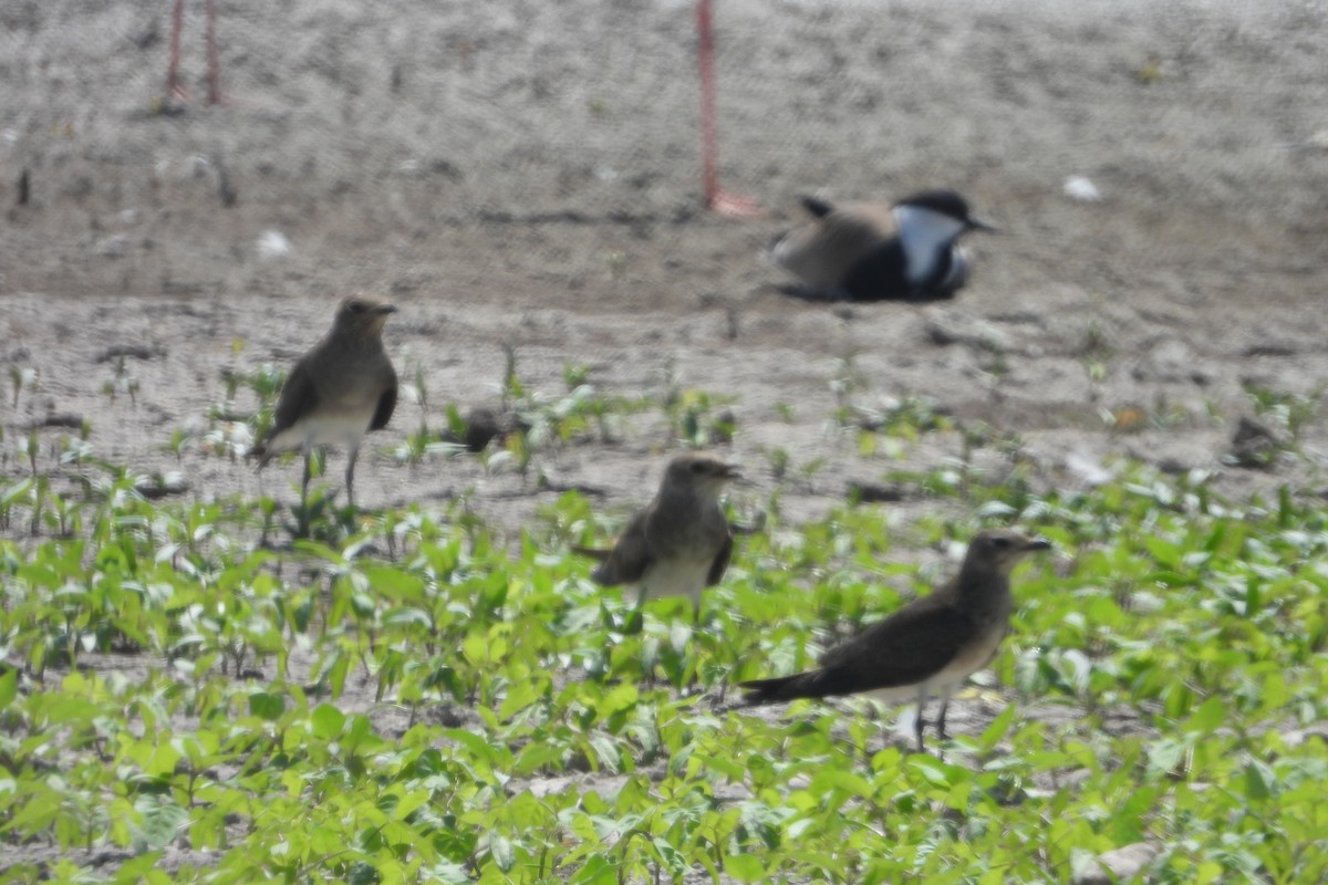 Black-winged Pratincole - ML624028450