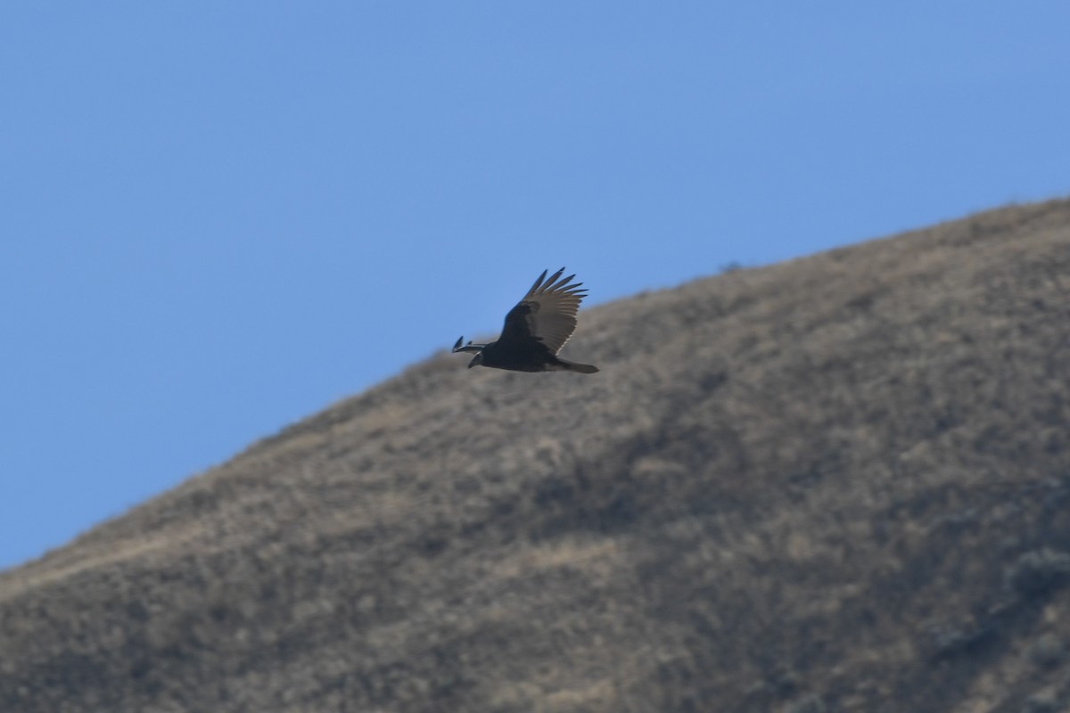 Turkey Vulture - ML624028451